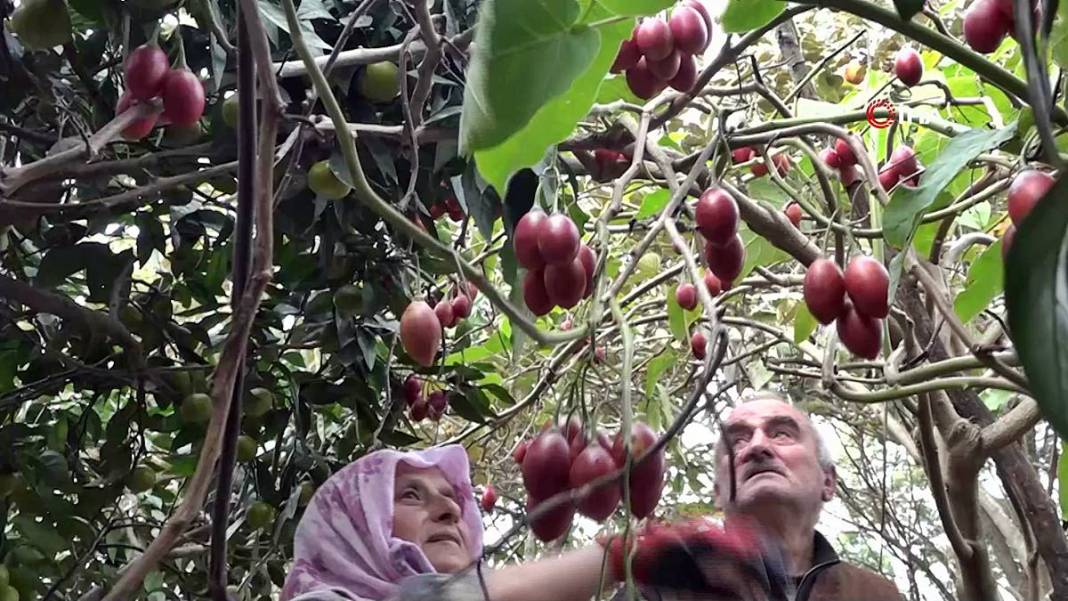 İlk kez görenler şaşkınlıkla izliyor: Bu domates ağaçtan toplanıyor! Yıllar önce o ülkeden getirdi, bu sezon bolluk yaşanıyor 12